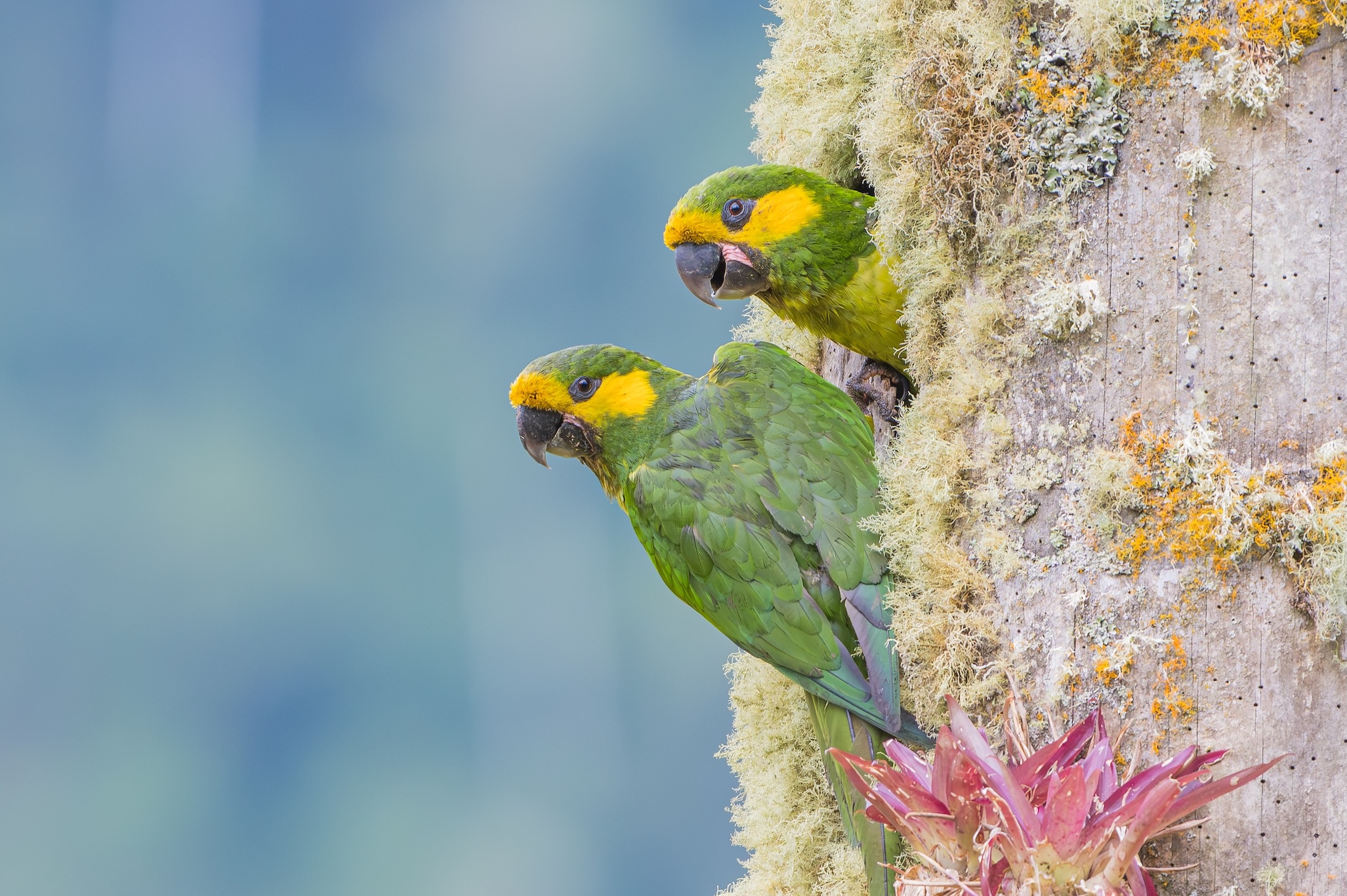 Colors of the Andes: Colombia Bird Photography Tour